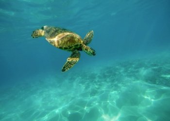 Mudanças climáticas: os animais também sentem o impacto
