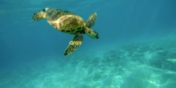Mudanças climáticas: os animais também sentem o impacto